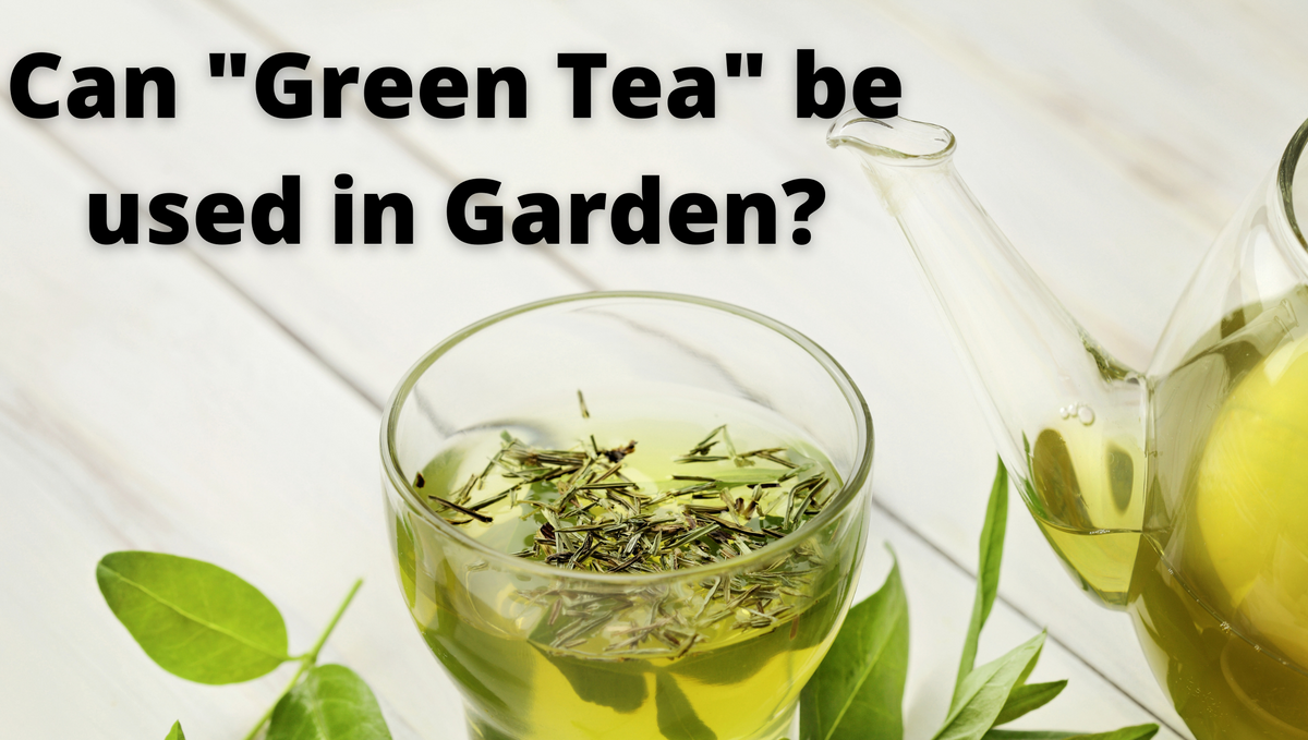 Can green tea extract be used to act as an insecticide for houseplants?