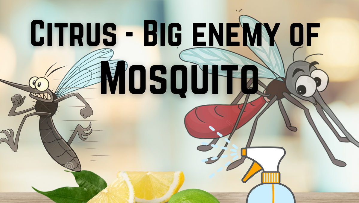 Citrus plant – A natural remedy to challenge mosquito