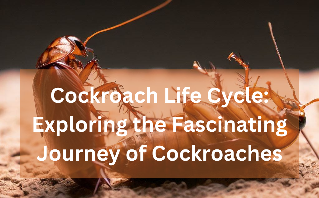 Cockroach Life Cycle: Exploring the Fascinating Journey of Cockroaches