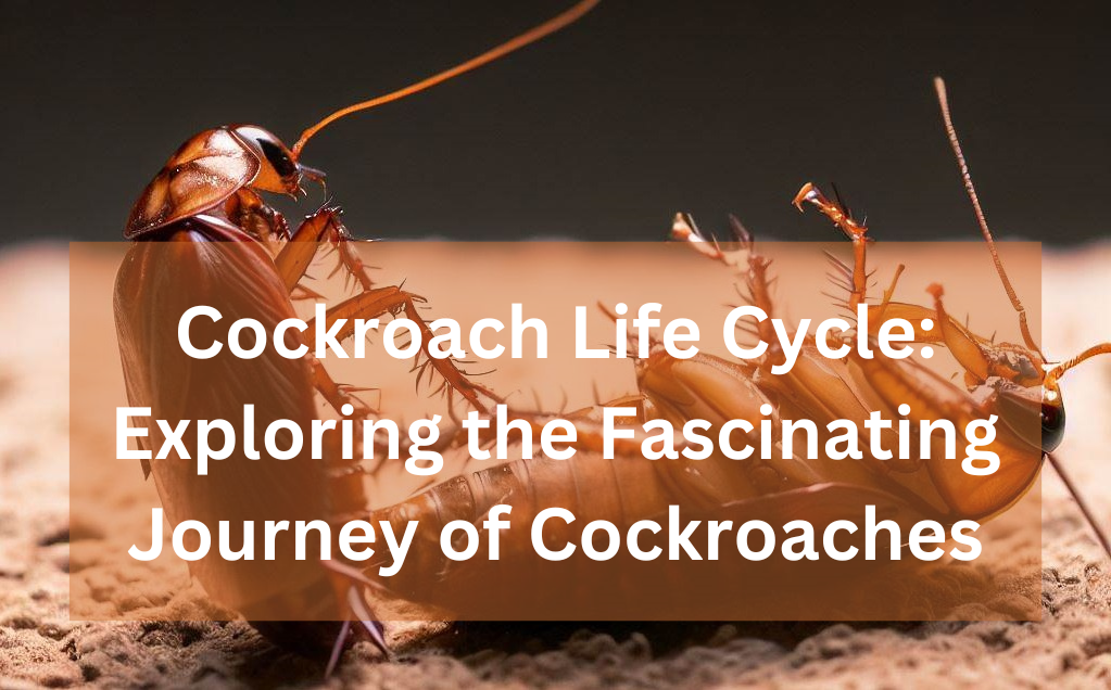 Cockroach Life Cycle: Exploring The Fascinating Journey Of Cockroaches