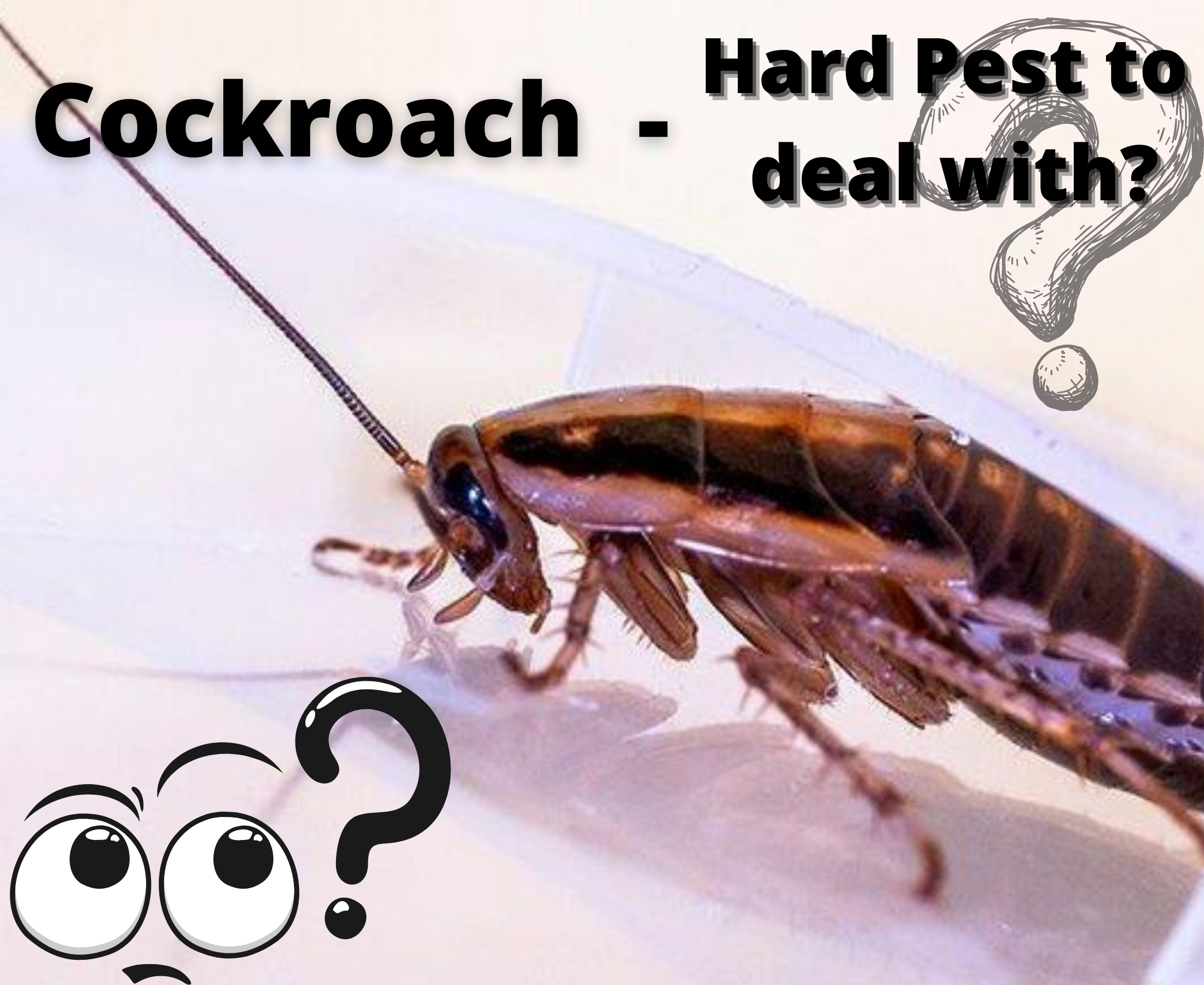 Why cockroaches are considered to be hard?