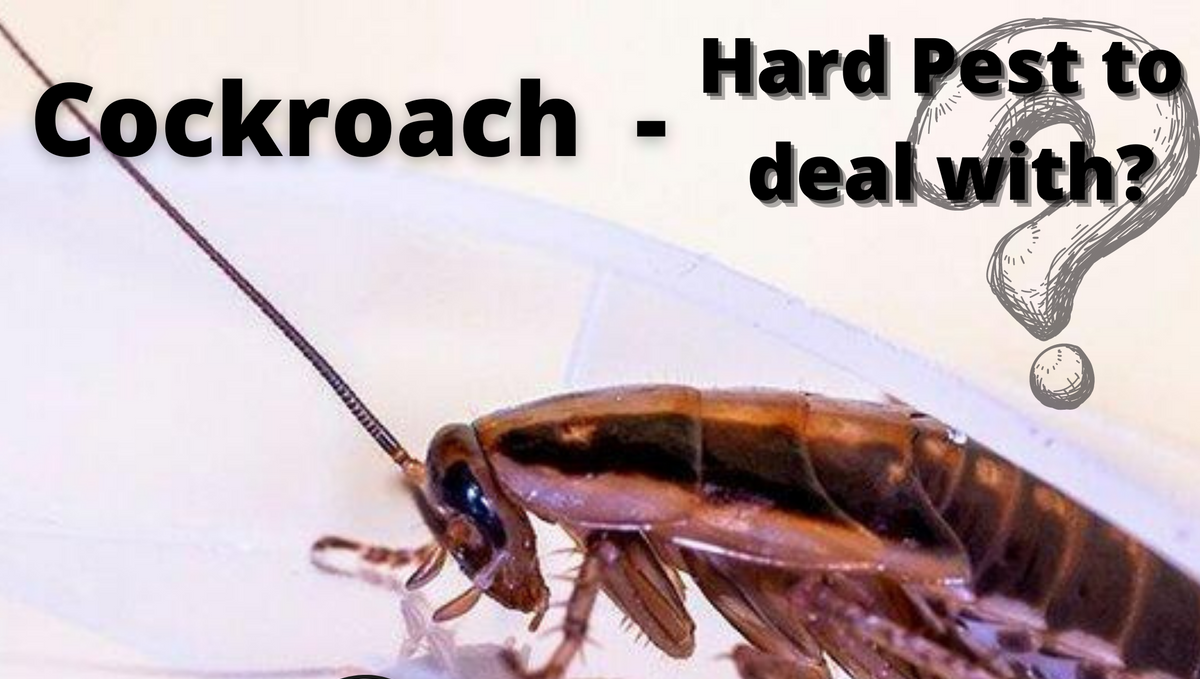 Why cockroaches are considered to be hard?