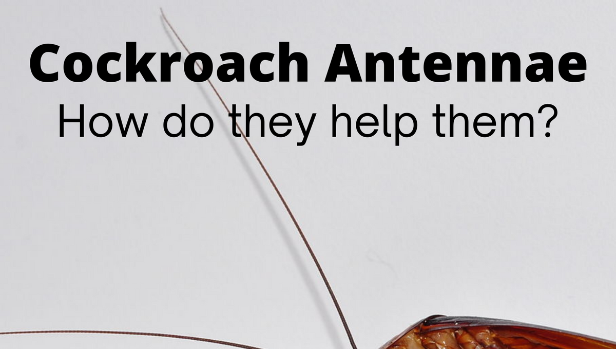 Do cockroaches use whiskers to move?