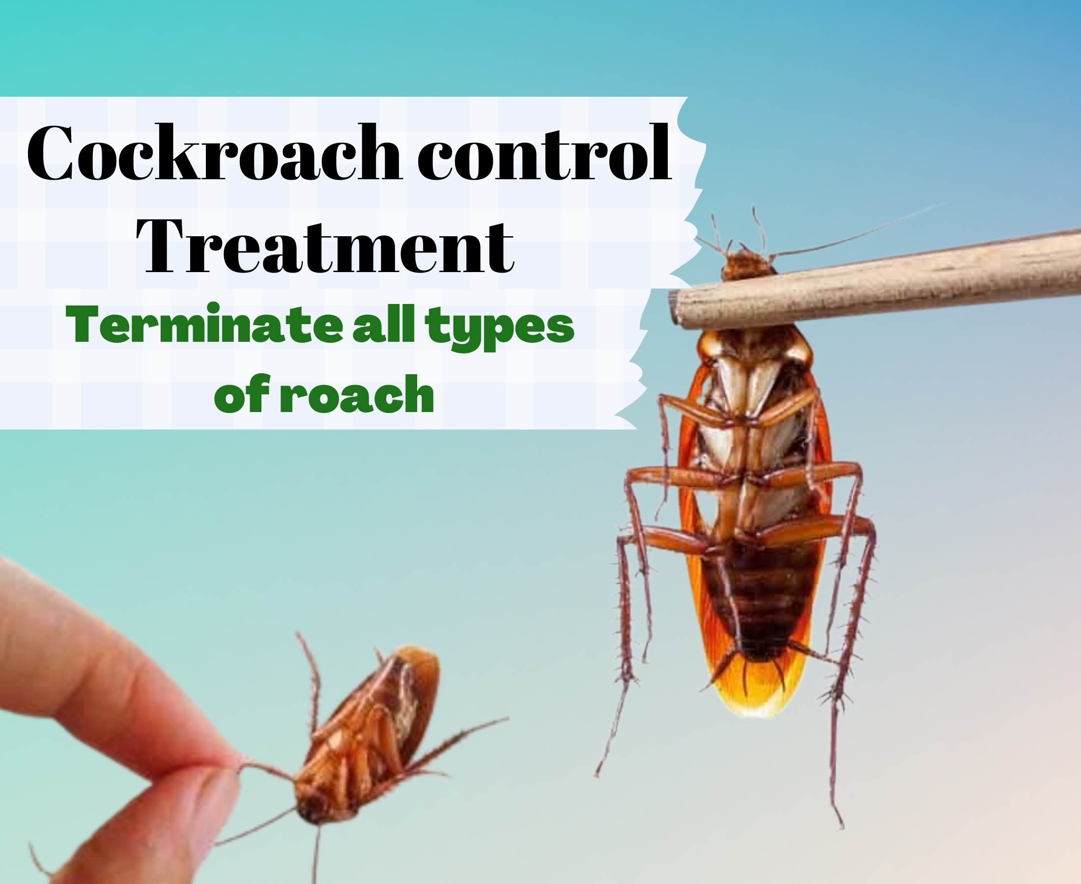 How to Get Rid of Cockroaches and Their Eggs