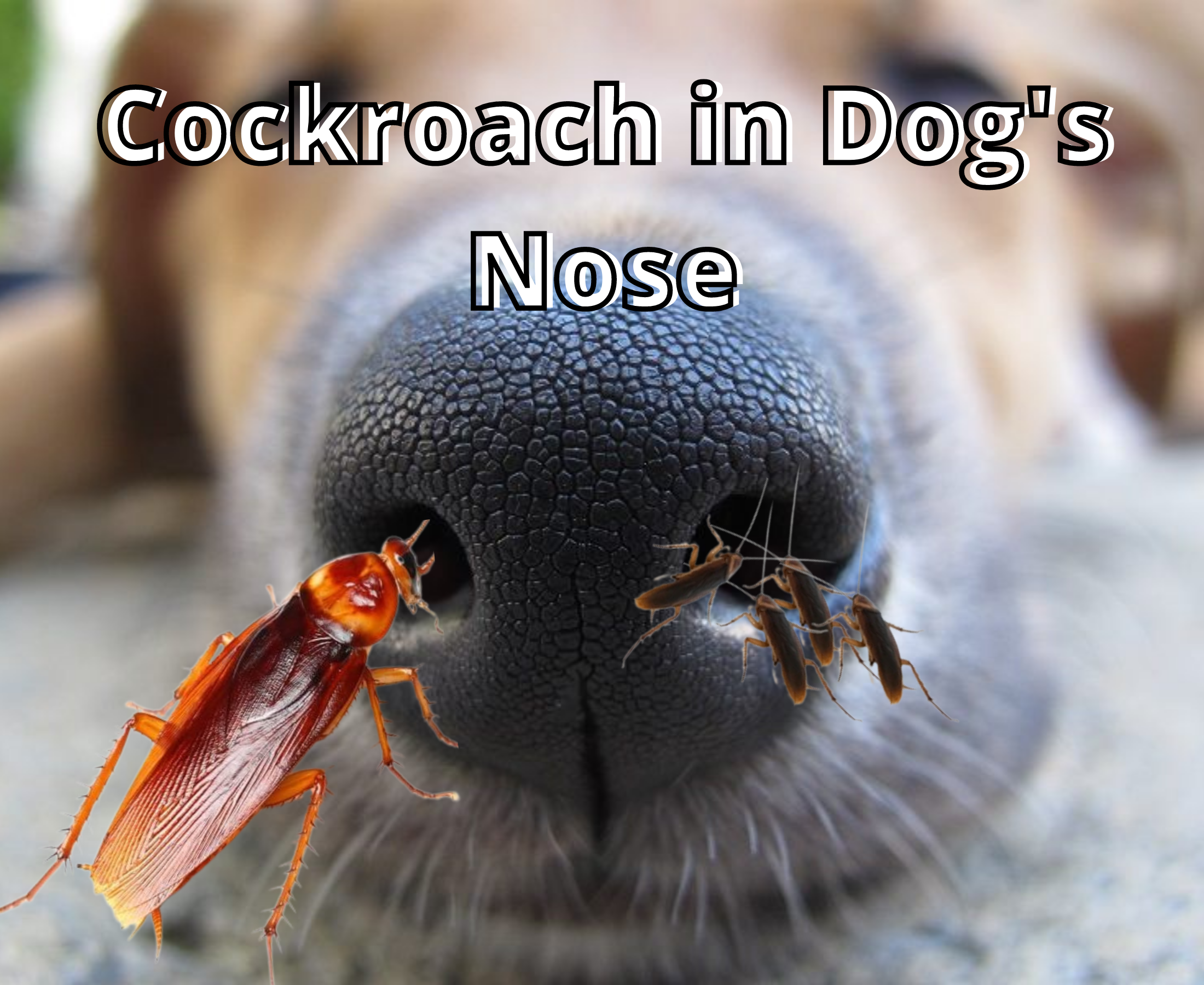 What happens when a little cockroach goes inside a dog's nose?
