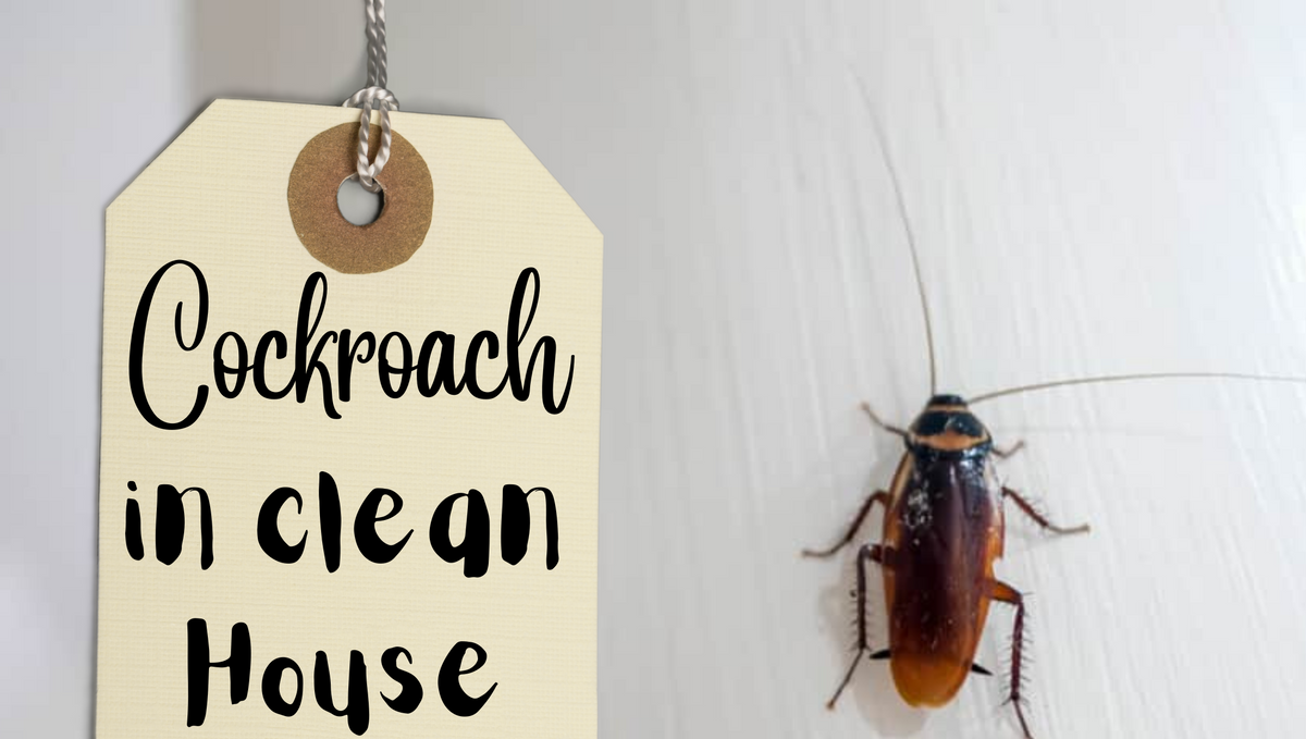 What is the reason for roaches in a clean house?