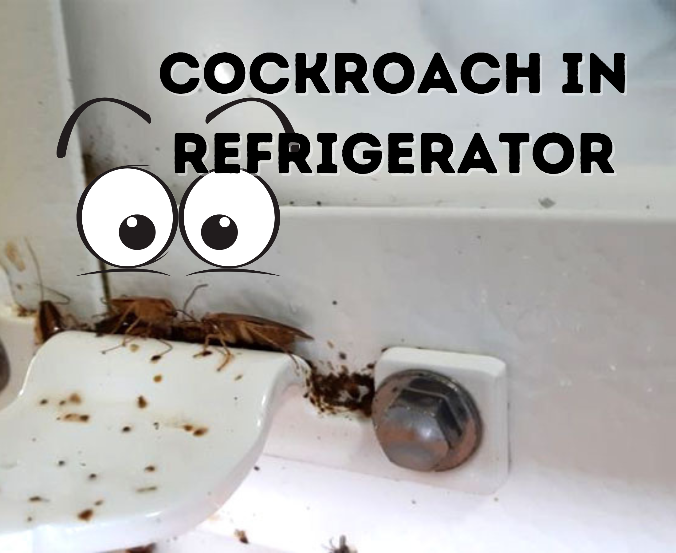 How to remove roaches from the refrigerator?