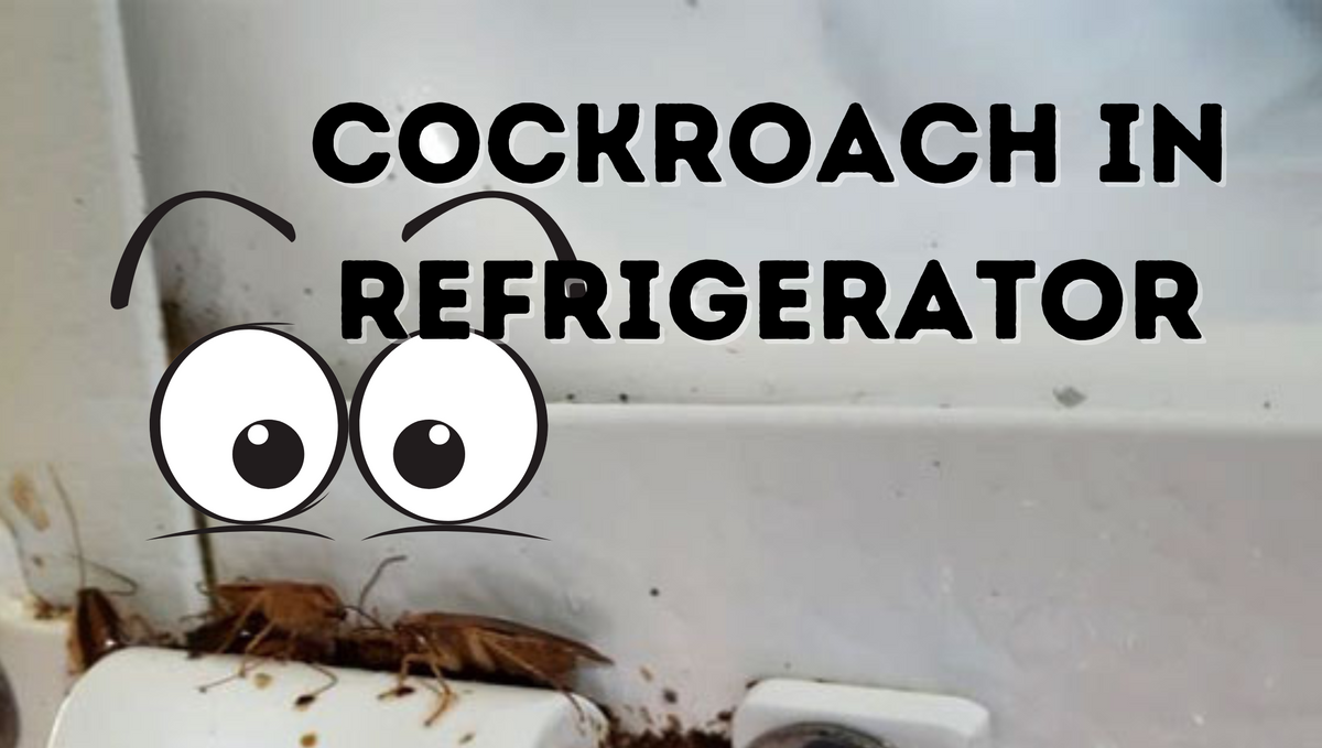 How to remove roaches from the refrigerator?