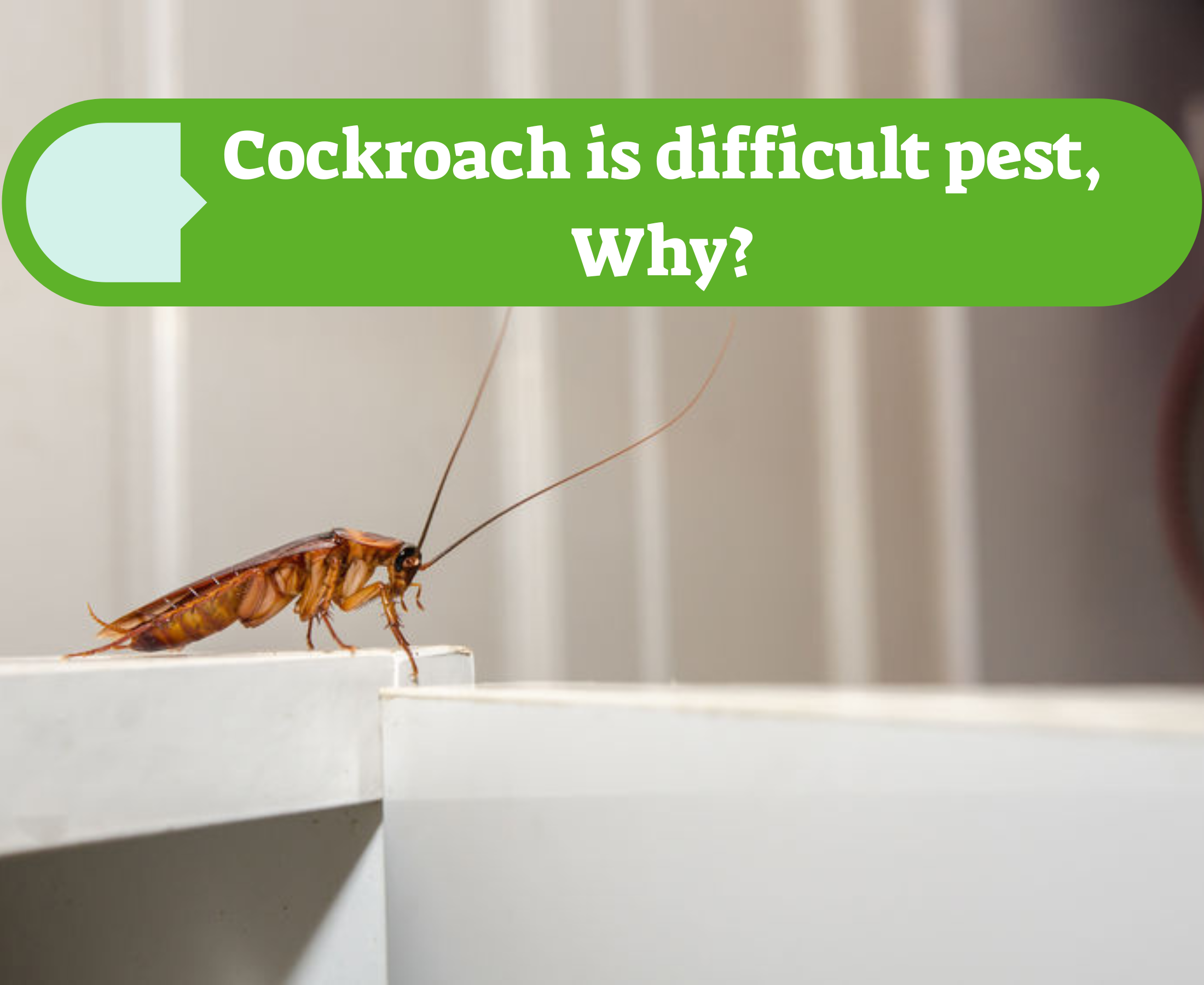 What cockroach species is the hardest to get rid of? Why?