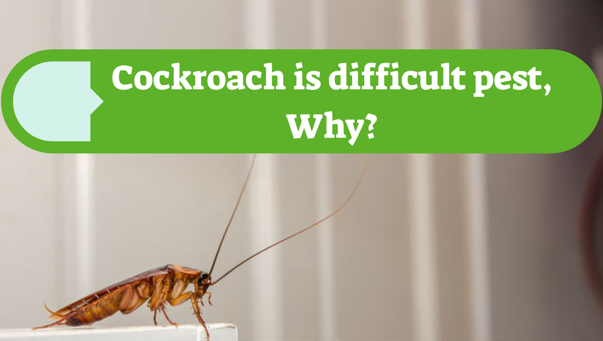 What cockroach species is the hardest to get rid of? Why?