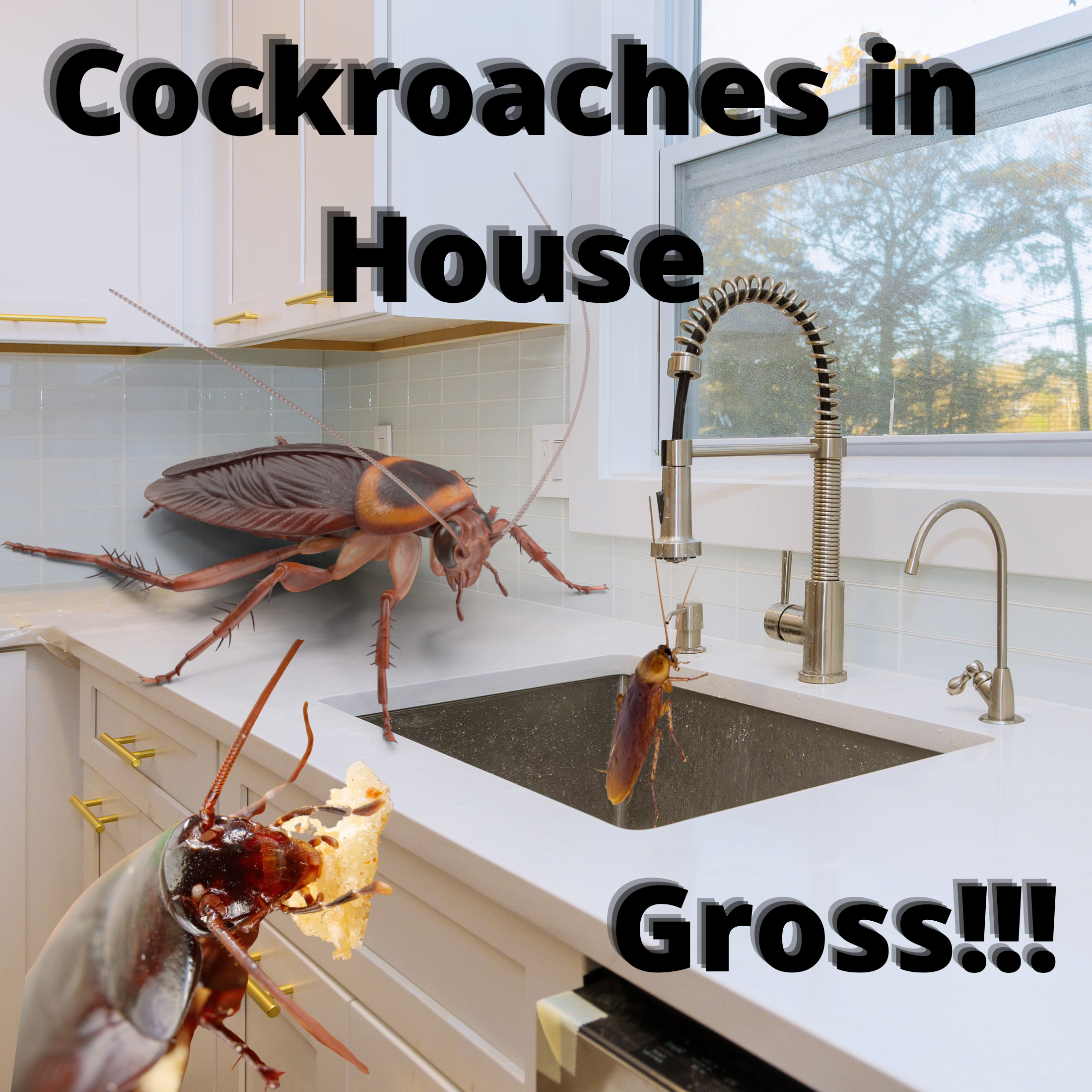 Too many cockroaches in the house – What does it indicate?