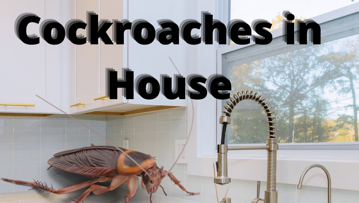 Too many cockroaches in the house – What does it indicate?