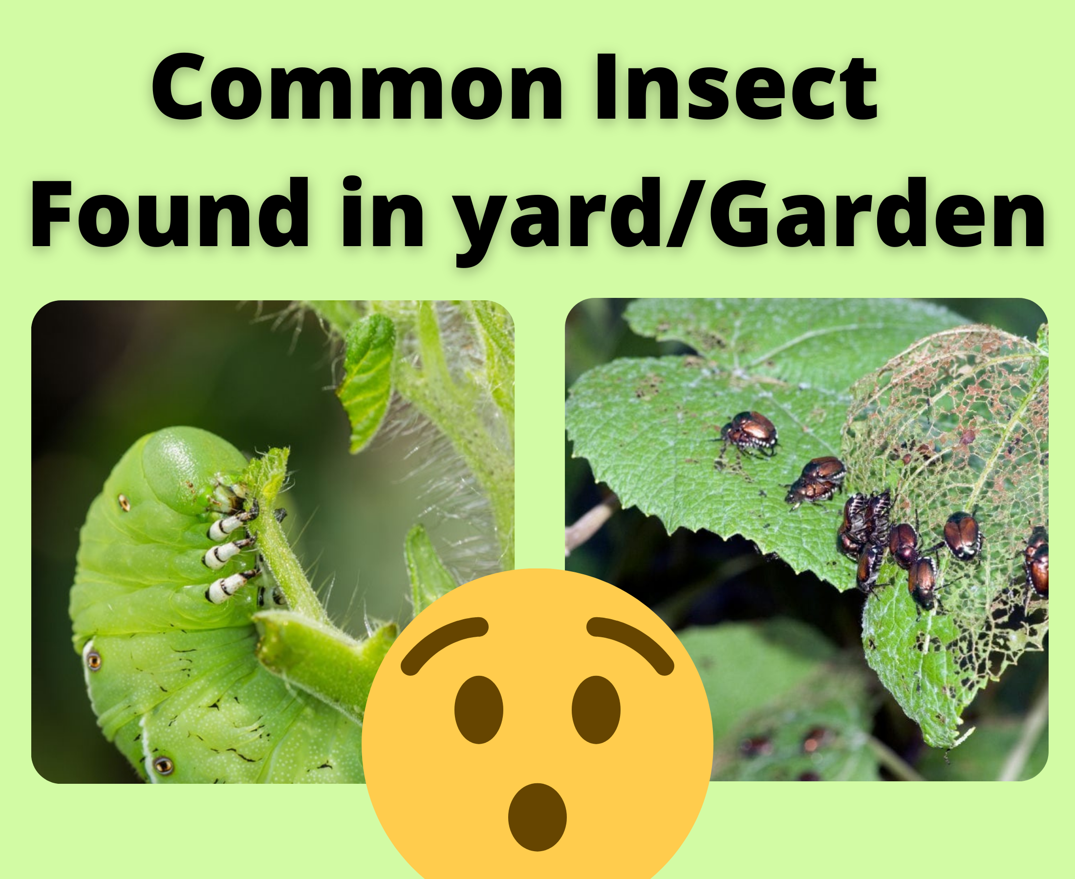 Common insect pest found in nursery or garden beds?