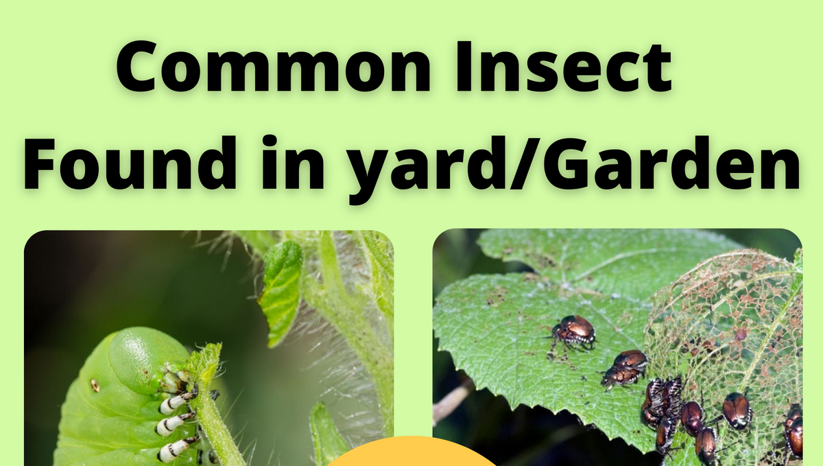 Common insect pest found in nursery or garden beds?