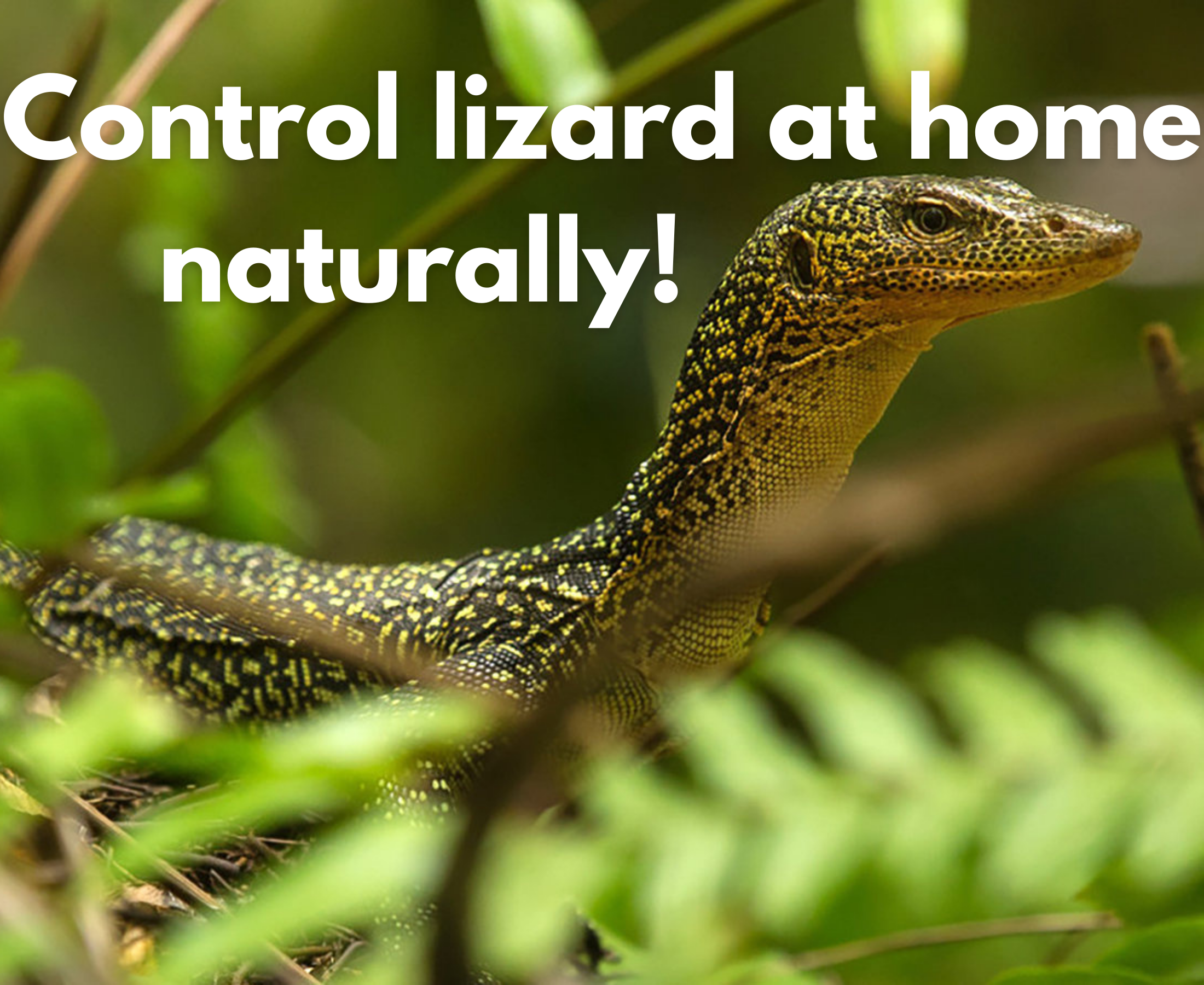 N D Pest Control Organic Lizard Repellent Spray for Lizard Killer