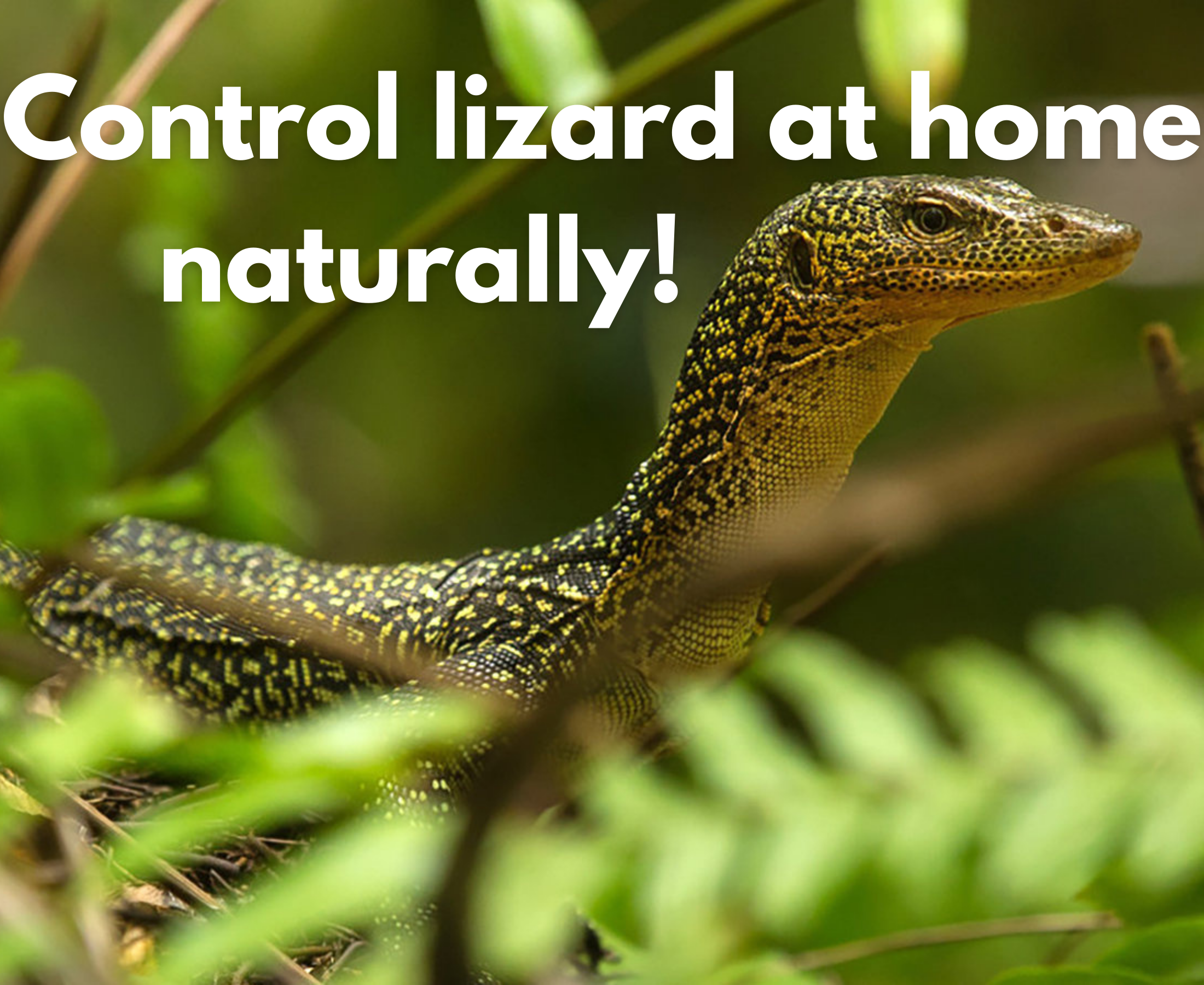 How to control the lizard at home organically?