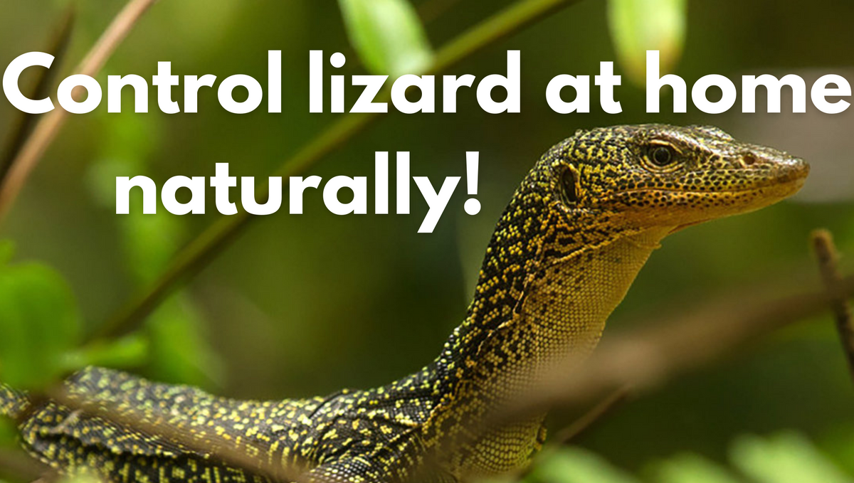 How to control the lizard at home organically?