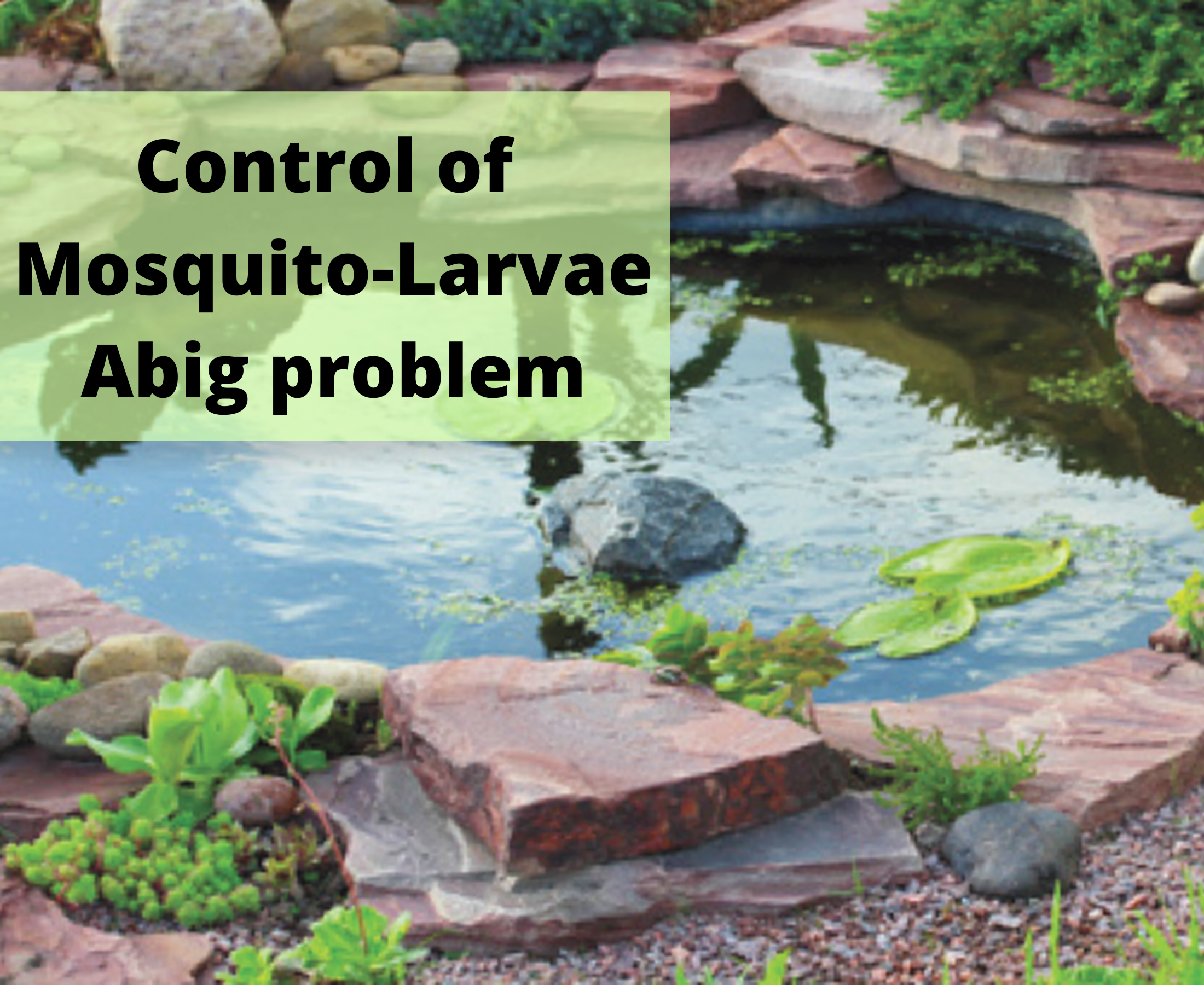How to control mosquito larvae from pond without effect on plant and fish growth?