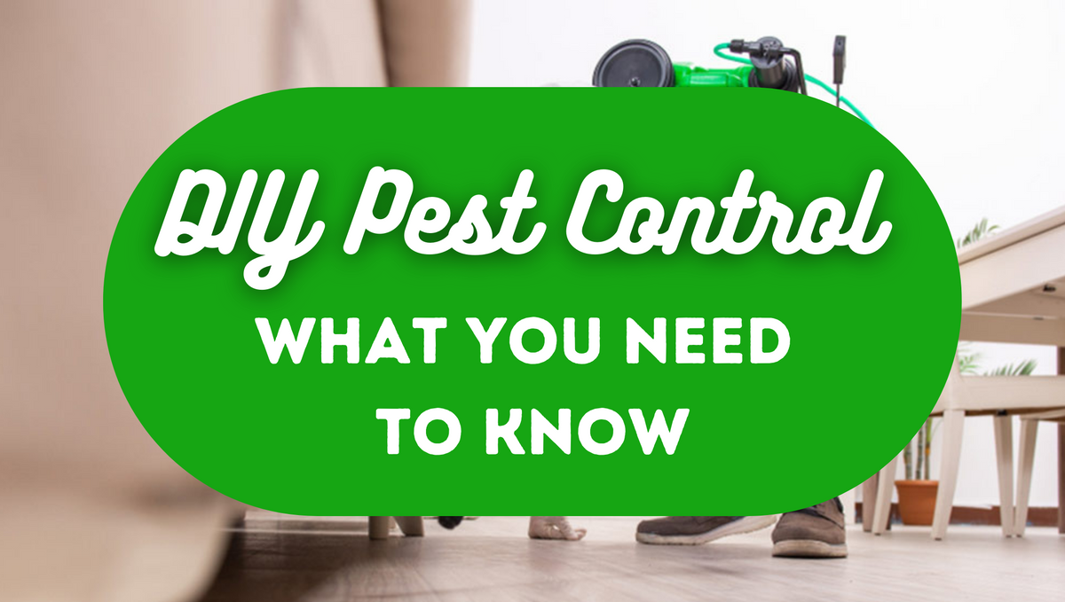 Is DIY pest control effective? FAQs