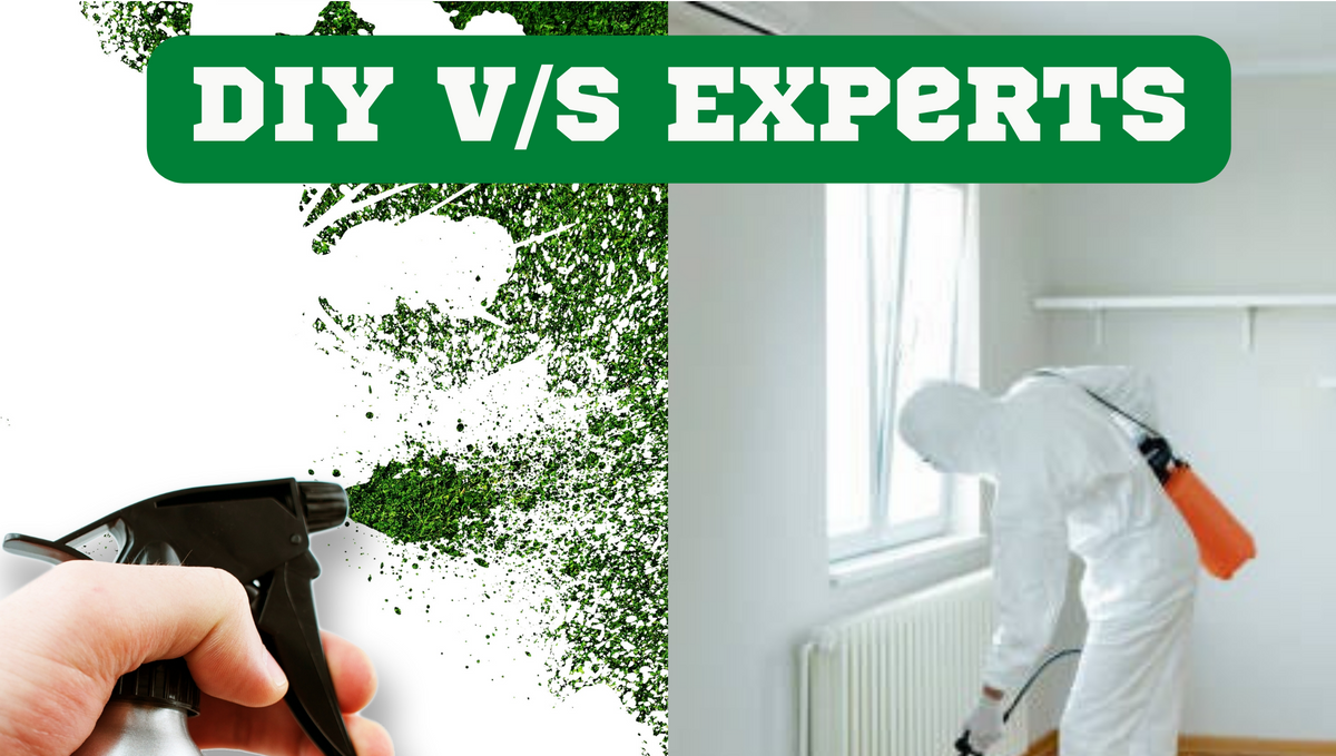 Do it yourself pest control v/s pest control by experts