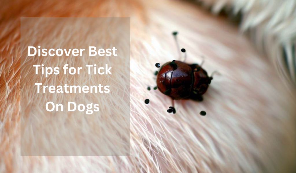 Discover Best Tips for Tick Treatments On Dogs