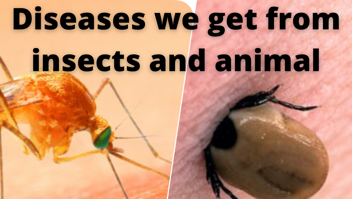 Which disease is transmitted by insect and animal bites?