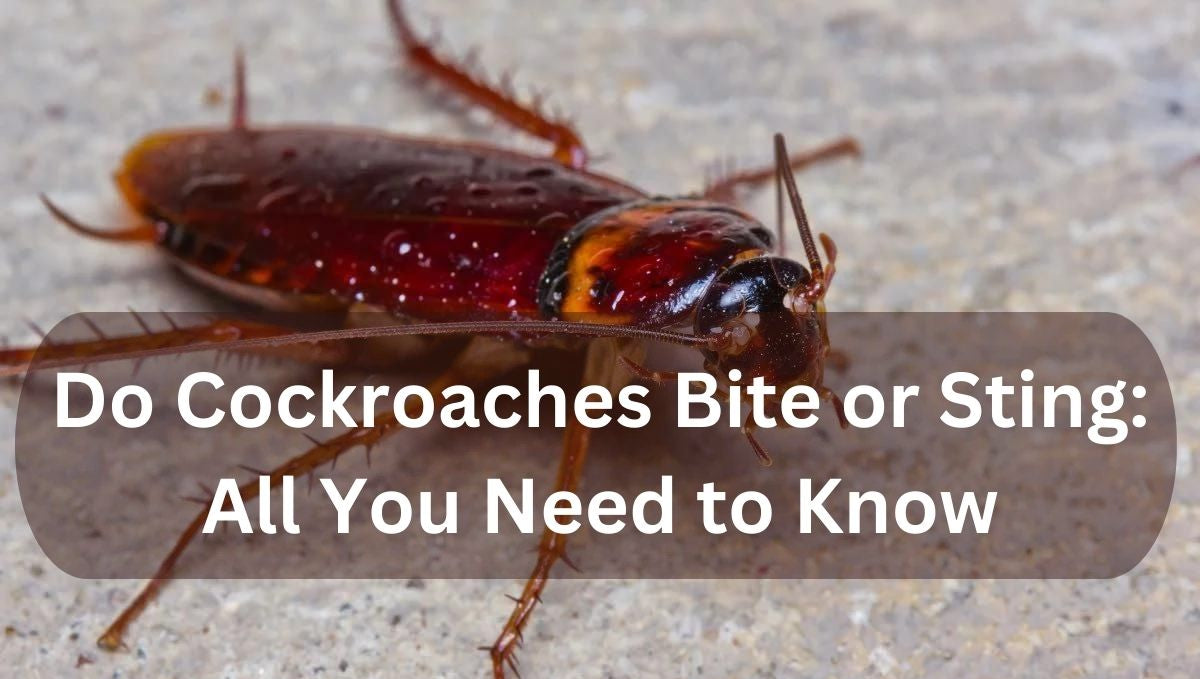 Do Cockroaches Bite or Sting: All You Need to Know