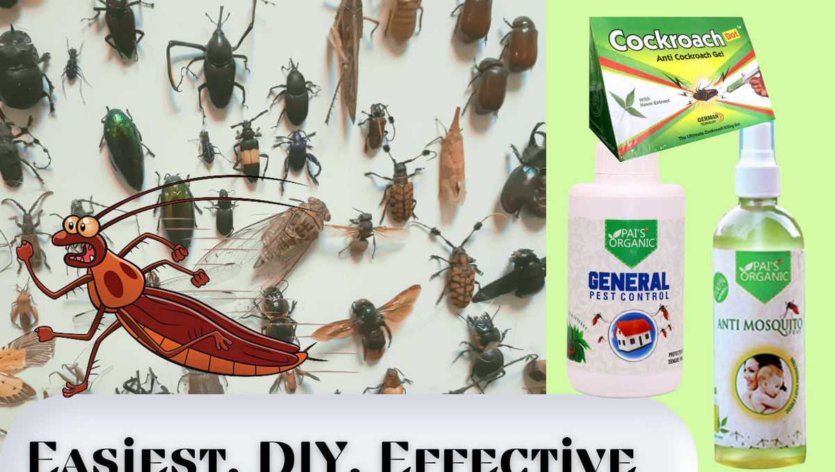 What is the best spray to control insects?