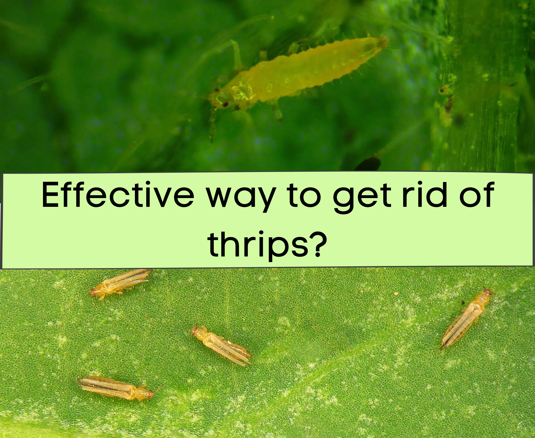 How can thrips be controlled naturally?