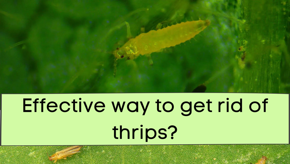 How can thrips be controlled naturally?