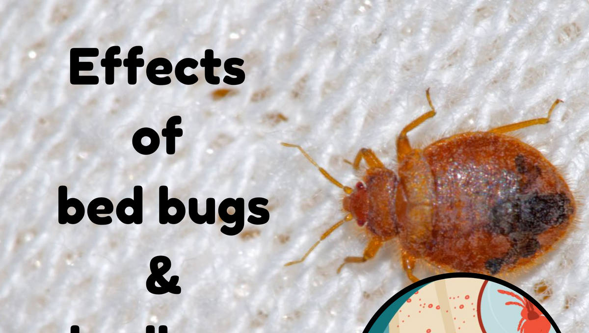 What are bed bugs? How do their bites affect you?