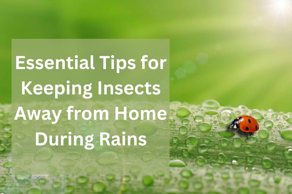 Essential Tips for Keeping Insects Away from Home During Rains