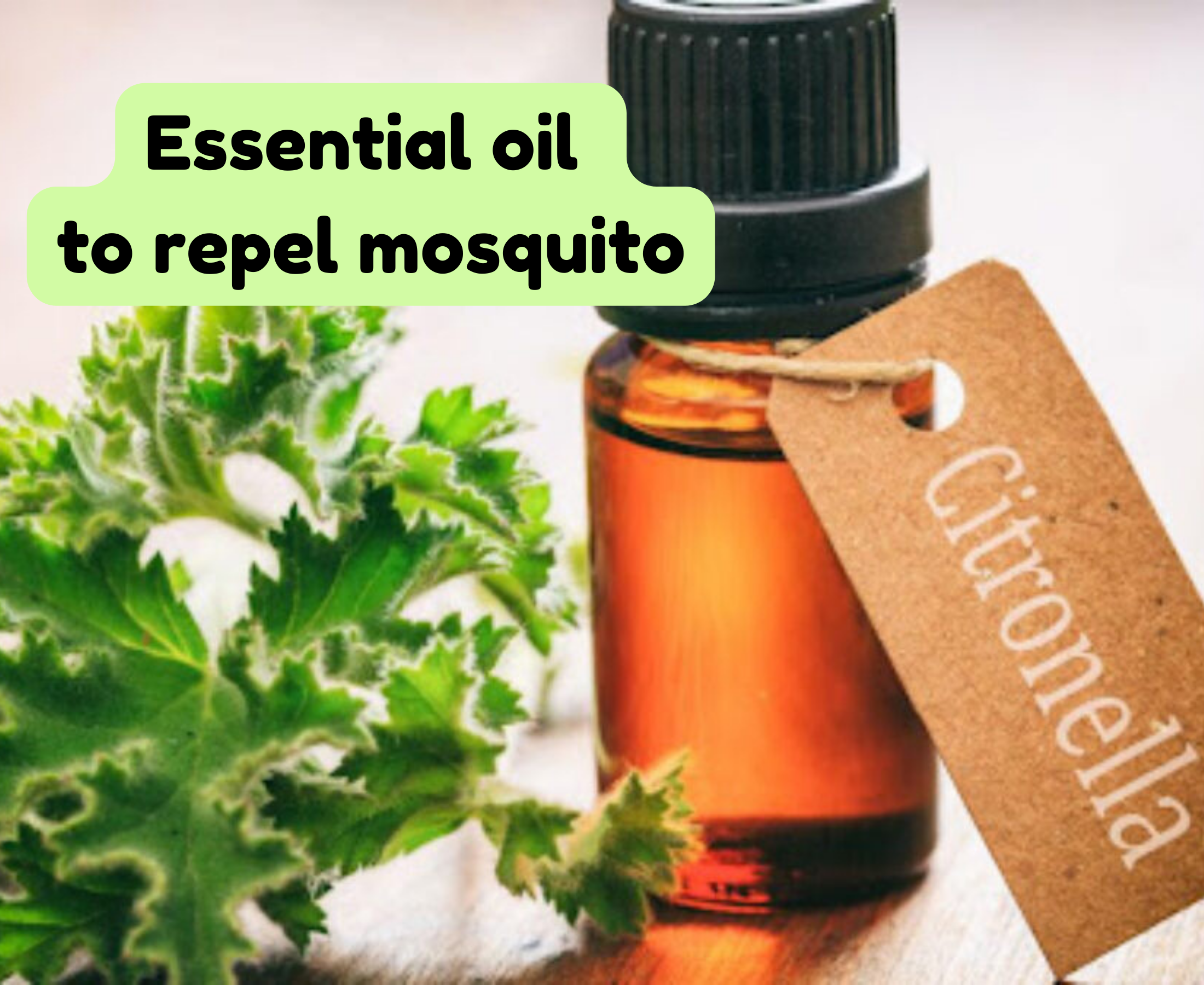 Different types of essential oil to repel mosquitoes?