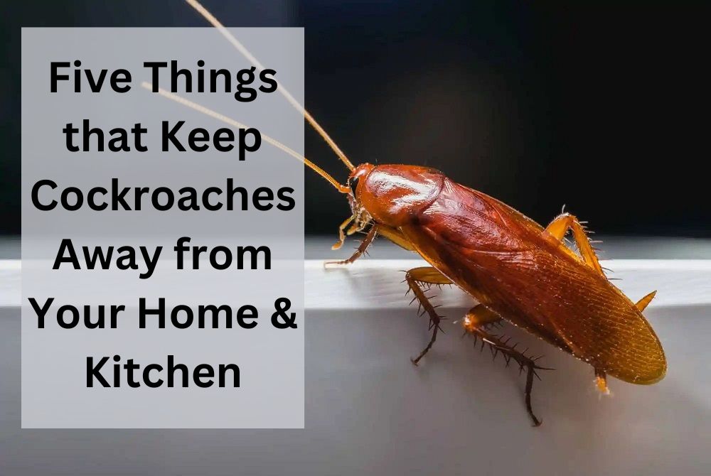Five Things that Keep Cockroaches Away from Your Home & Kitchen