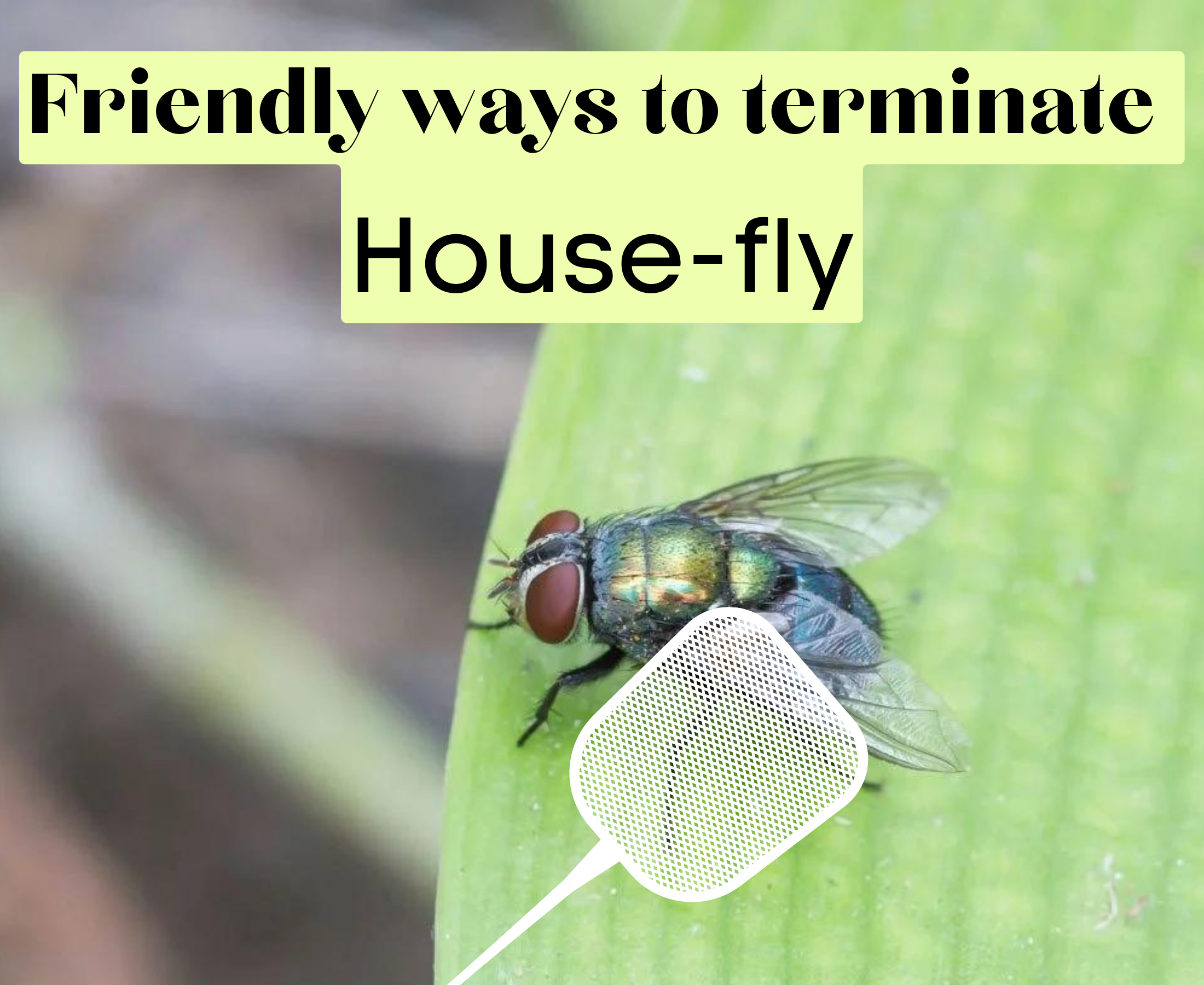 What natural fly repellents work well? How?