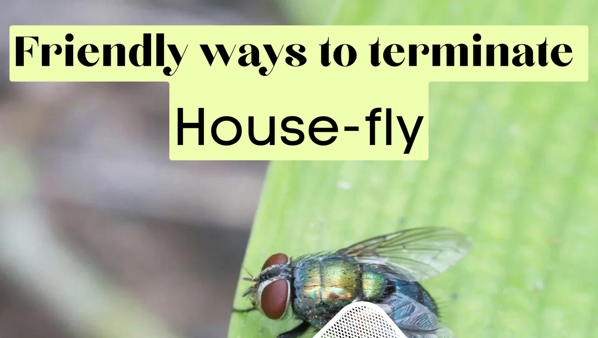 What natural fly repellents work well? How?