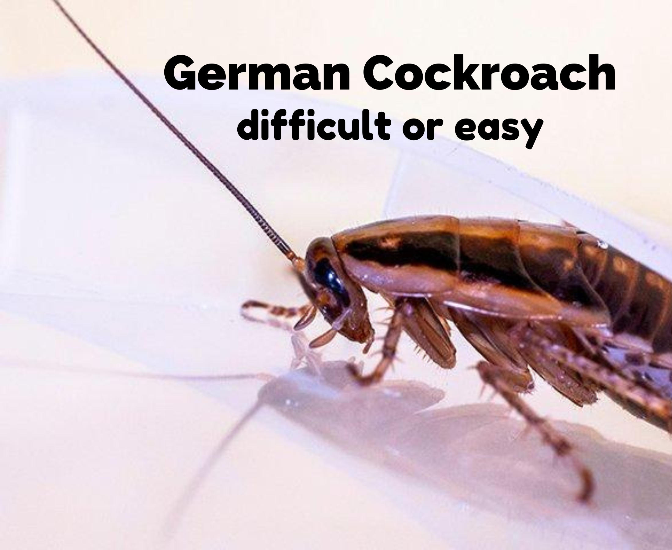 Is germen cockroach dangerous?  How to terminate them?