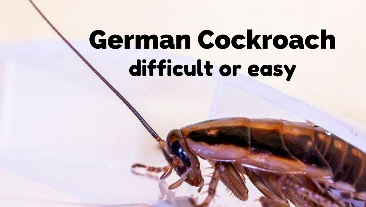 Is germen cockroach dangerous?  How to terminate them?