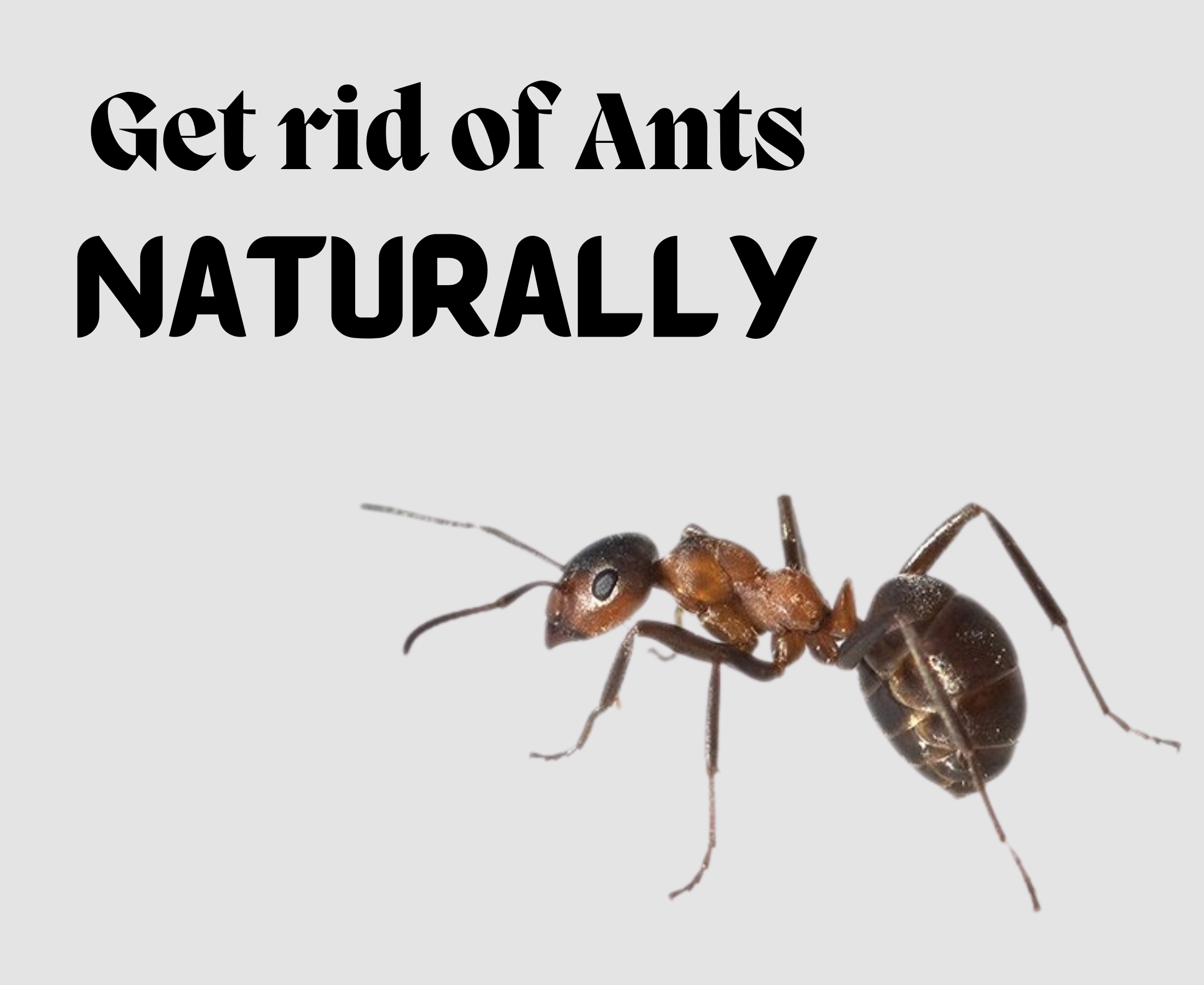 What is the best natural ant repellent for the home?