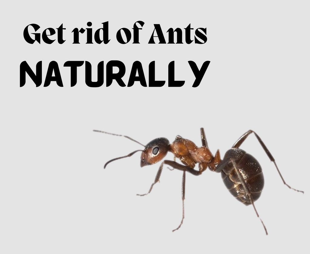 What Is The Best Natural Ant Repellent For The Home   Get Rid Of Ants 1024x1024 