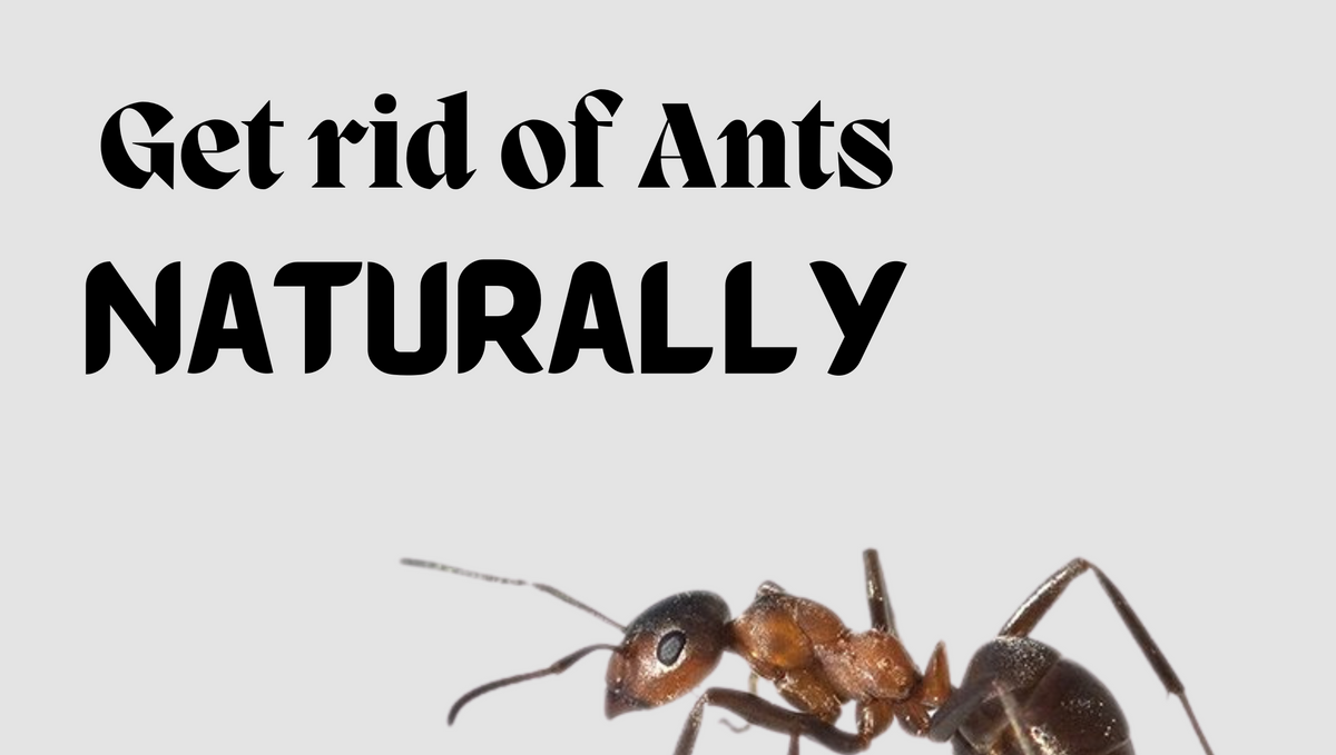 What is the best natural ant repellent for the home?