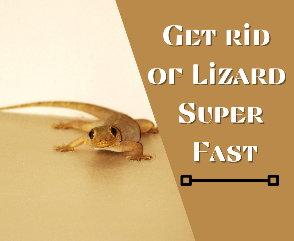 How to get rid of lizards at home fast?