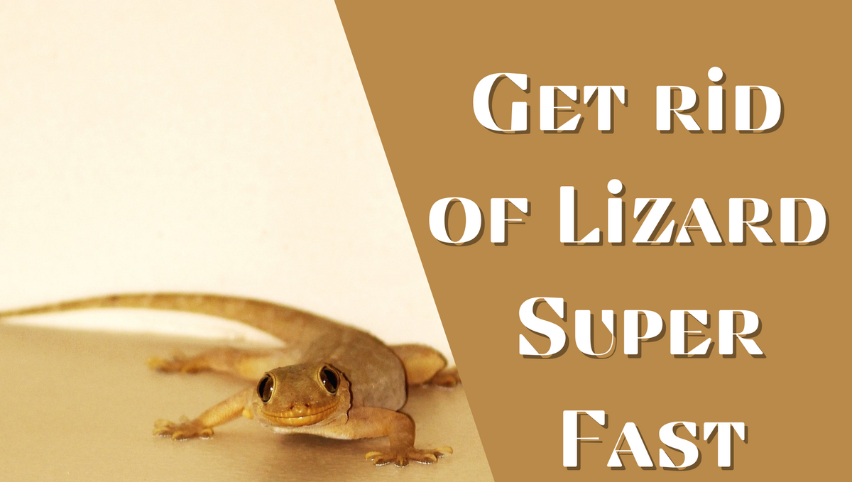 How to get rid of lizards at home fast?