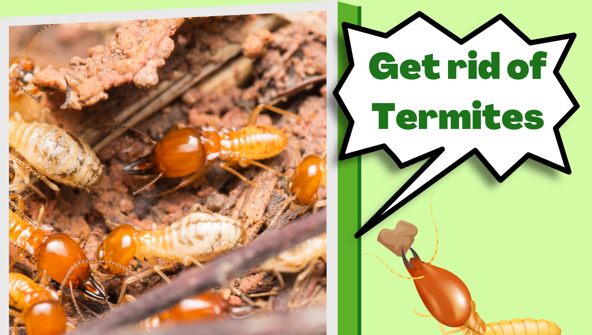 Do I have to close my house after termite treatment?