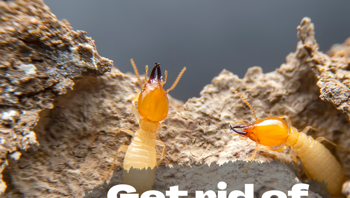 Tips & hacks to control termites naturally