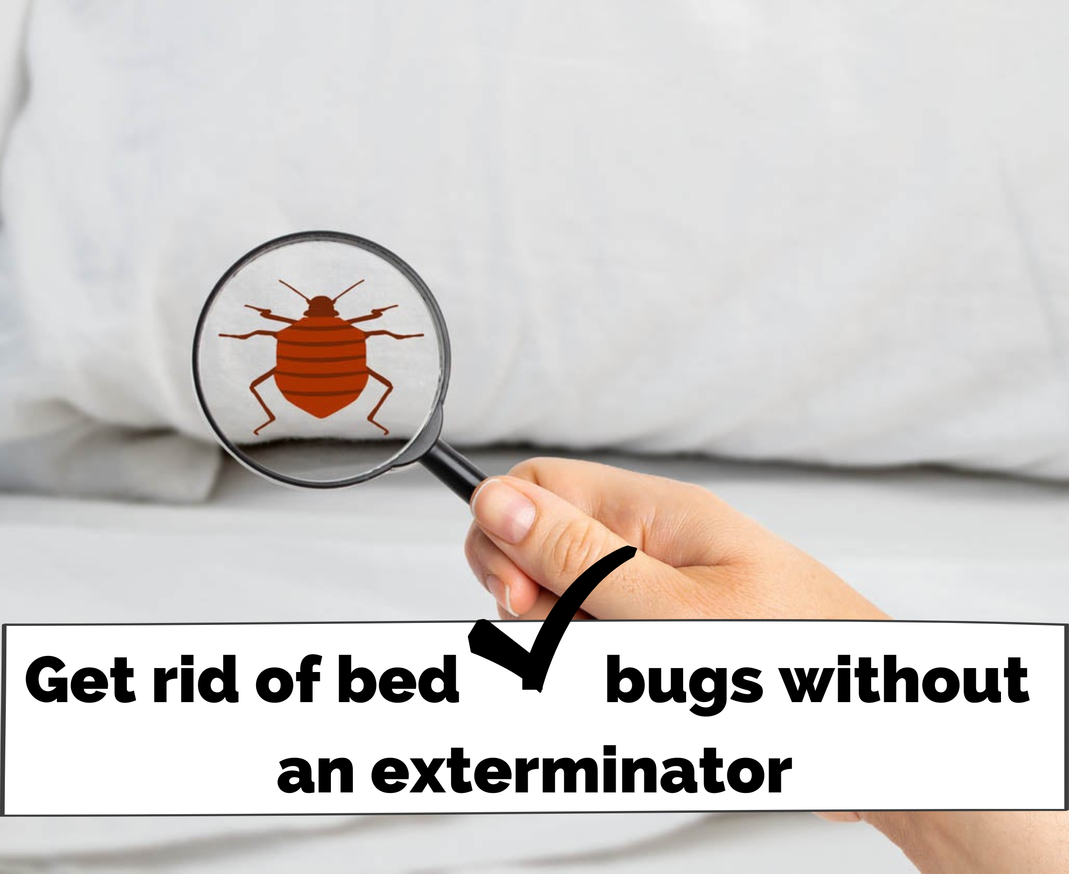 How to get rid of bedbugs without an exterminator?