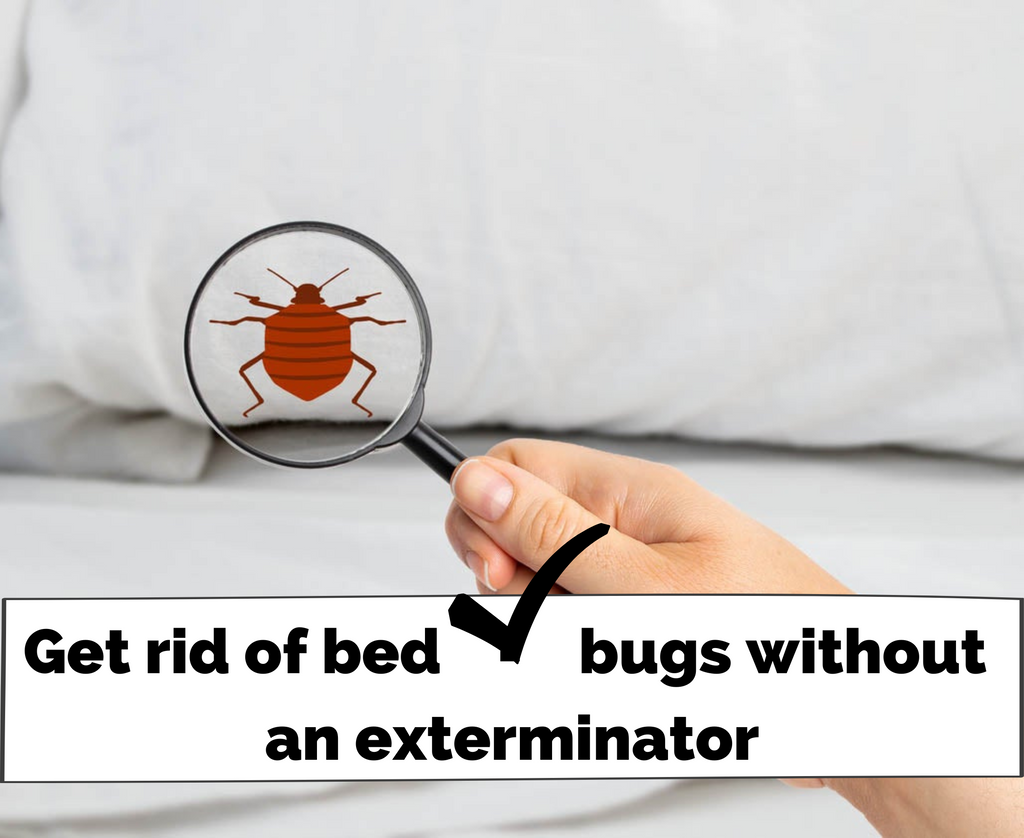 How To Get Rid Of Bedbugs Without An Exterminator?