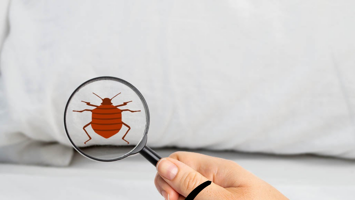 How to get rid of bedbugs without an exterminator?