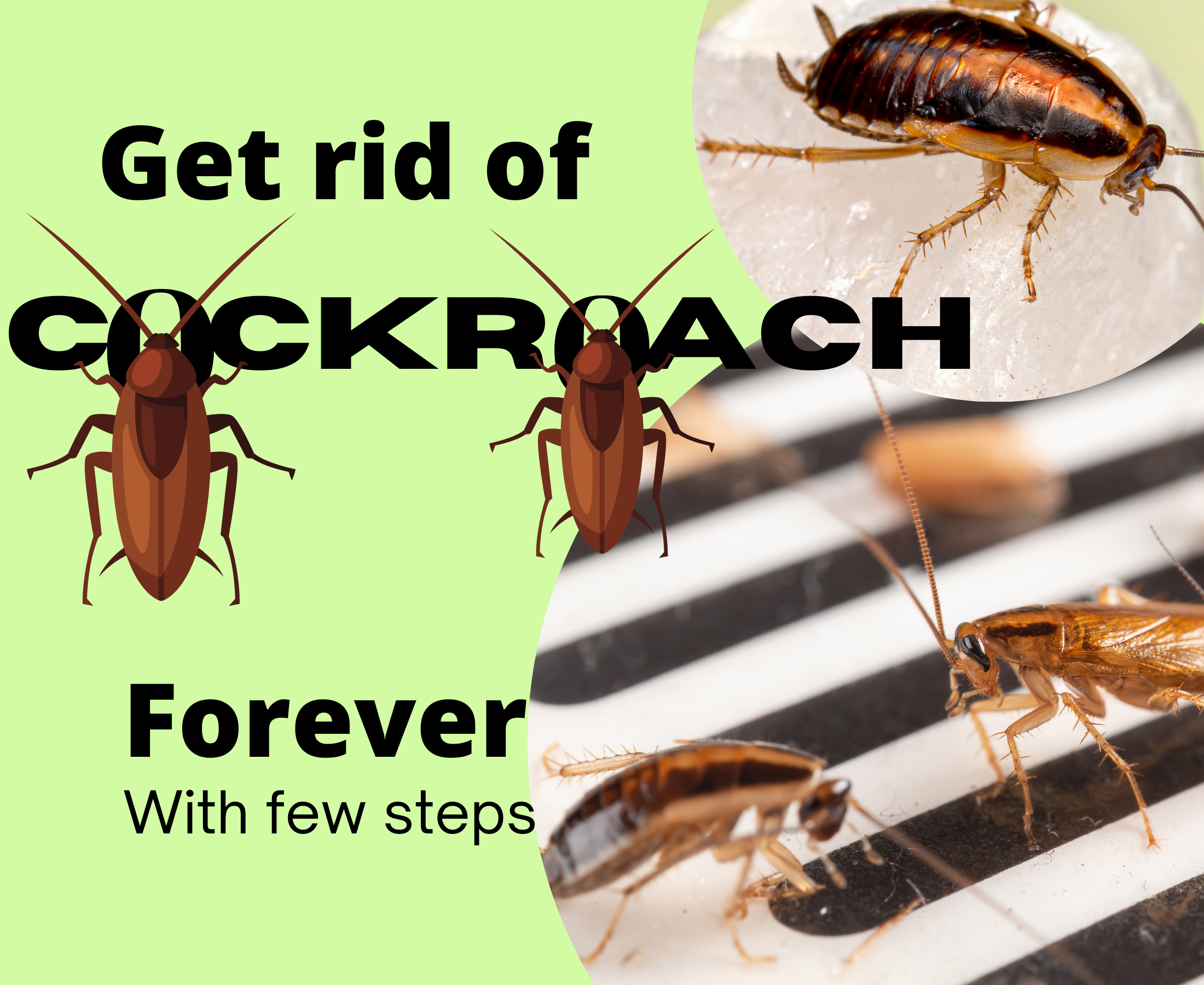 How to get rid of cockroach breading or cockroach forever?