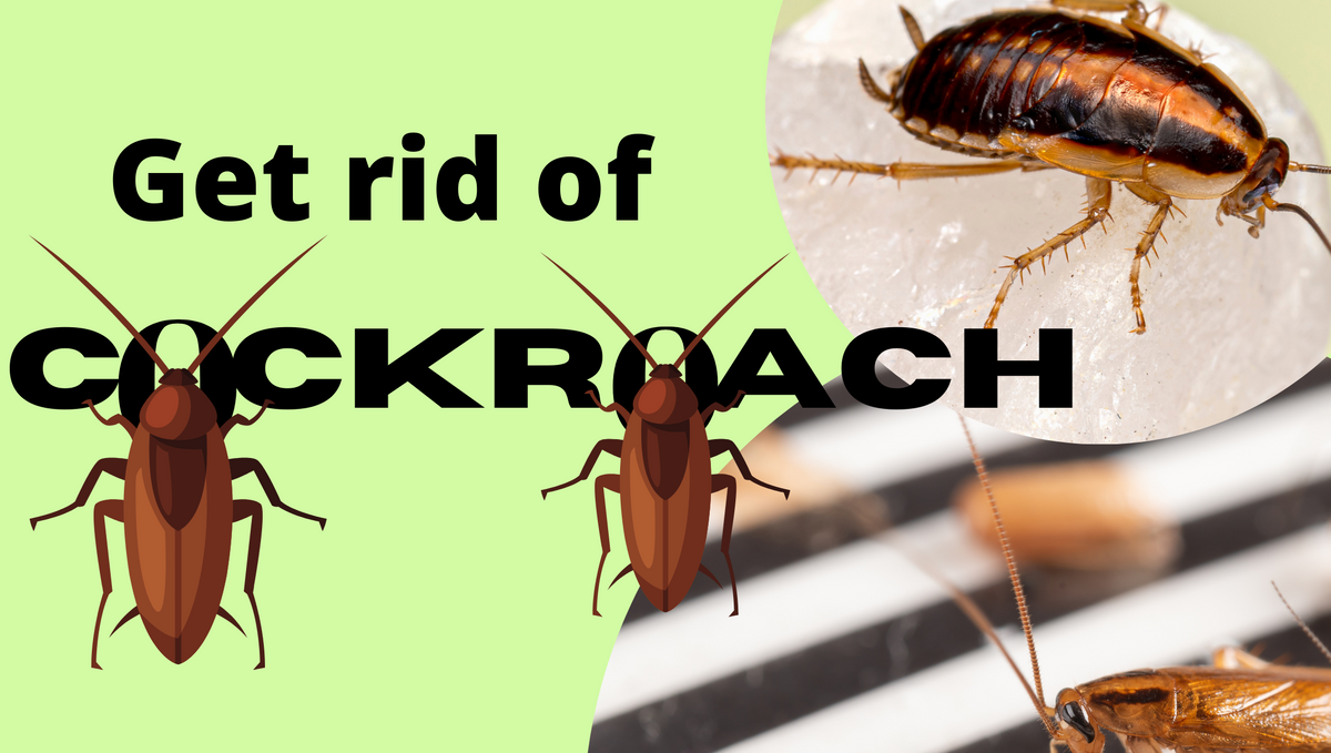How to get rid of cockroach breading or cockroach forever?